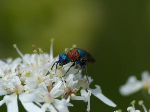 VISIBLE:Holopyga sp (PNR et Géoparc mondial UNESCO Normandie-Maine)